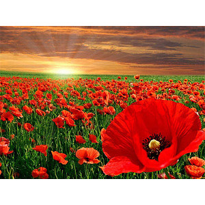 PRACHT® Creatives Diamond Painting Mohnblumen mehrfarbig