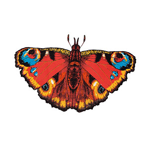 Günther® Flugdrachen Pfauenauge-Schmetterling mehrfarbig